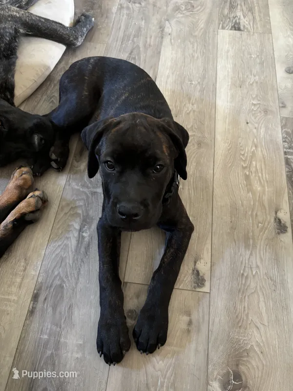 Rotticorso - Gray Collar Brindle Female – Rottweiler, Cane Corso puppy for sale in Reevesville, SC