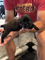 Cane Corso - Dark Pink Collar Black Brindle, a female Cane Corso for sale in Reevesville, SC – 10 of 10
