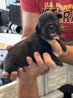 Cane Corso - Dark Blue Collar Black Brindle, a male Cane Corso for sale in Reevesville, SC – 5 of 10