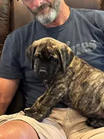 Cane Corso - Thor - Gray Collar Cream Brindle, a male Cane Corso for sale in Reevesville, SC – 2 of 7