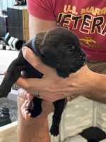 Cane Corso - Dark Blue Collar Black Brindle, a male Cane Corso for sale in Reevesville, SC – 4 of 10