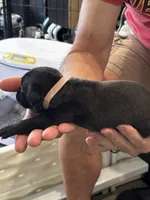 Cane Corso - Light Pink Collar Black, a female Cane Corso for sale in Reevesville, SC – 8 of 10