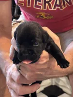 Cane Corso - Dark Pink Collar Black Brindle, a female Cane Corso for sale in Reevesville, SC – 4 of 10