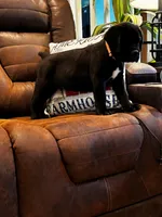 Cane Corso - Bombur - Orange Collar Black, a male Cane Corso for sale in Reevesville, SC – 4 of 7