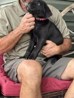 Rotticorso - Red Collar Black Female, a female Rottweiler and Cane Corso for sale in Reevesville, SC – Photo 3 of 4