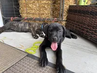 Rotticorso - Red Collar Black Female, a female Rottweiler and Cane Corso for sale in Reevesville, SC – Photo 2 of 4