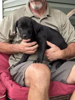 Rotticorso - Red Collar Black Female, a female Rottweiler and Cane Corso for sale in Reevesville, SC – Photo 1 of 4