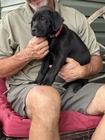 Rotticorso - Red Collar Black Female, a female Rottweiler and Cane Corso for sale in Reevesville, SC – Photo 4 of 4