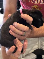 Cane Corso - Dark Pink Collar Black Brindle, a female Cane Corso for sale in Reevesville, SC – 5 of 10