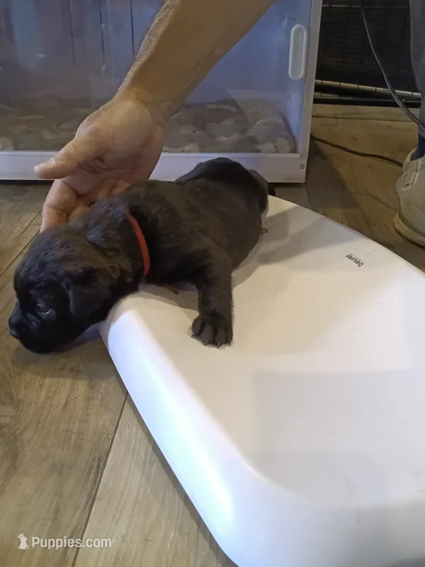 Sakura  – Rottweiler, Cane Corso puppy for sale in Reevesville, SC