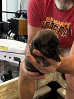 Cane Corso - Gray Collar Cream Brindle, a male Cane Corso for sale in Reevesville, SC – 2 of 10