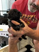 Cane Corso - Light Blue Collar Black Brindle, a male Cane Corso for sale in Reevesville, SC – 2 of 10