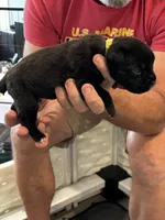 Cane Corso - Light Green Collar Black, a male Cane Corso for sale in Reevesville, SC – 8 of 10