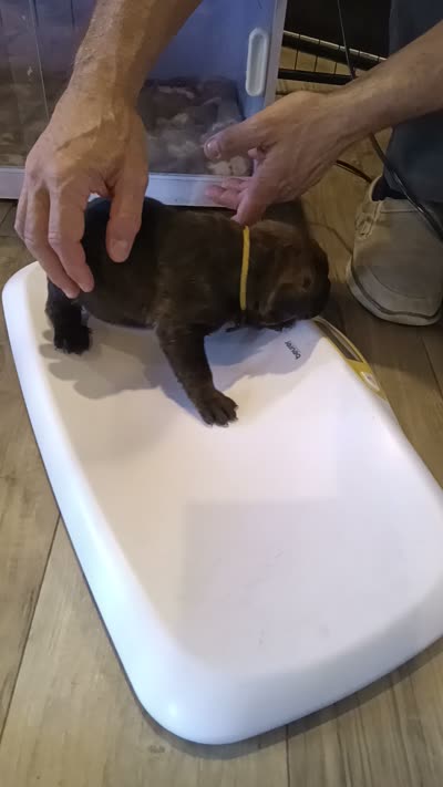 Katana , a female Rottweiler and Cane Corso for sale in Reevesville, SC – 3 of 3