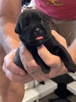 Cane Corso - Dark Pink Collar Black Brindle, a female Cane Corso for sale in Reevesville, SC – 2 of 10