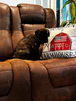 Cane Corso - Atlas - Light Blue Collar Black Brindle, a male Cane Corso for sale in Reevesville, SC – 4 of 7