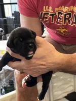 Cane Corso - Dark Blue Collar Black Brindle, a male Cane Corso for sale in Reevesville, SC – 10 of 10