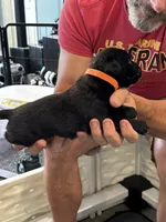 Cane Corso - Orange Collar Black, a male Cane Corso for sale in Reevesville, SC – 10 of 10
