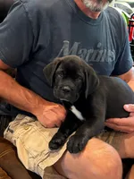 Cane Corso - Bombur - Orange Collar Black, a male Cane Corso for sale in Reevesville, SC – 2 of 7