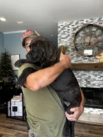 Rotticorso - Gray Collar Brindle Female, a female Rottweiler and Cane Corso for sale in Reevesville, SC – 2 of 10