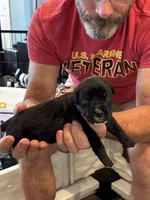 Cane Corso - Purple Collar Black, a female Cane Corso for sale in Reevesville, SC – 9 of 10