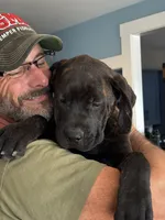 Rotticorso - Gray Collar Brindle Female, a female Rottweiler and Cane Corso for sale in Reevesville, SC – 3 of 10