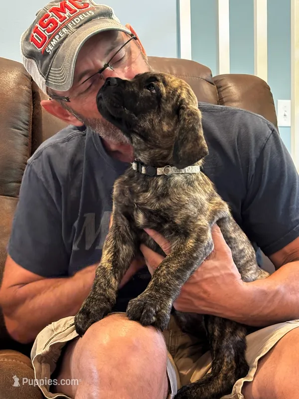 Cane Corso - Thor - Gray Collar Cream Brindle – Cane Corso puppy for sale in Reevesville, SC
