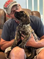 Cane Corso - Thor - Gray Collar Cream Brindle, a male Cane Corso for sale in Reevesville, SC – 1 of 7