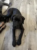 Rotticorso - Gray Collar Brindle Female, a female Rottweiler and Cane Corso for sale in Reevesville, SC – 6 of 10