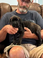 Cane Corso - Cricket - Dark Pink Collar Black Brindle, a female Cane Corso for sale in Reevesville, SC – 2 of 6