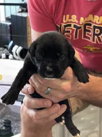 Cane Corso - Purple Collar Black, a female Cane Corso for sale in Reevesville, SC – 3 of 10