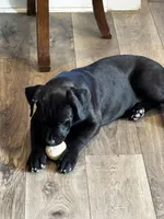 Rotticorso - Red Collar Black Female, a female Rottweiler and Cane Corso for sale in Reevesville, SC – 4 of 10