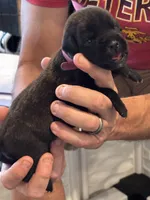 Cane Corso - Dark Pink Collar Black Brindle, a female Cane Corso for sale in Reevesville, SC – 6 of 10