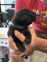 Cane Corso - Dark Blue Collar Black Brindle, a male Cane Corso for sale in Reevesville, SC – 9 of 10