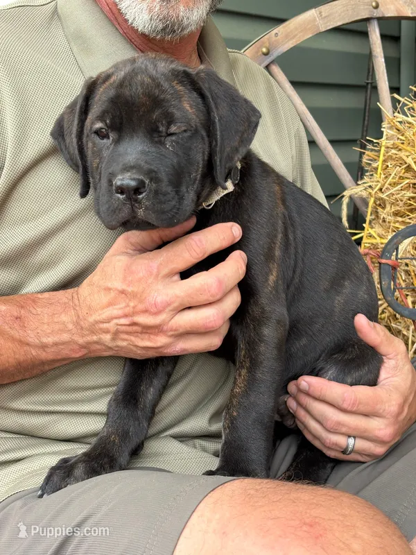 Rotticorso - Gray Collar Brindle Female – Rottweiler, Cane Corso puppy for sale in Reevesville, SC