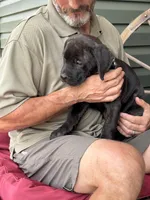 Rotticorso - Gray Collar Brindle Female, a female Rottweiler and Cane Corso for sale in Reevesville, SC – Photo 2 of 2