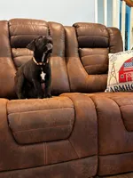 Cane Corso - Bombur - Orange Collar Black, a male Cane Corso for sale in Reevesville, SC – 6 of 7