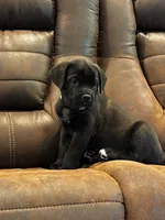 Cane Corso - Titan - Light Green Collar Black, a male Cane Corso for sale in Reevesville, SC – 1 of 7