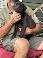 Rotticorso - Pink Collar Chocolate Female, a female Rottweiler and Cane Corso for sale in Reevesville, SC – Photo 3 of 4