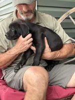 Rotticorso - Pink Collar Chocolate Female, a female Rottweiler and Cane Corso for sale in Reevesville, SC – Photo 2 of 4
