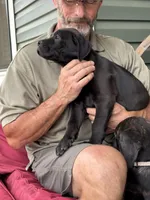 Rotticorso - Pink Collar Chocolate Female, a female Rottweiler and Cane Corso for sale in Reevesville, SC – Photo 4 of 4