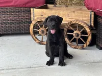 Rotticorso - Pink Collar Chocolate Female, a female Rottweiler and Cane Corso for sale in Reevesville, SC – Photo 1 of 4