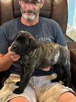 Cane Corso - Havoc - Dark Blue Collar Black Brindle, a male Cane Corso for sale in Reevesville, SC – 4 of 7