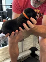 Cane Corso - Orange Collar Black, a male Cane Corso for sale in Reevesville, SC – 5 of 10