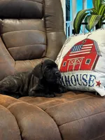 Cane Corso - Cricket - Dark Pink Collar Black Brindle, a female Cane Corso for sale in Reevesville, SC – 6 of 6