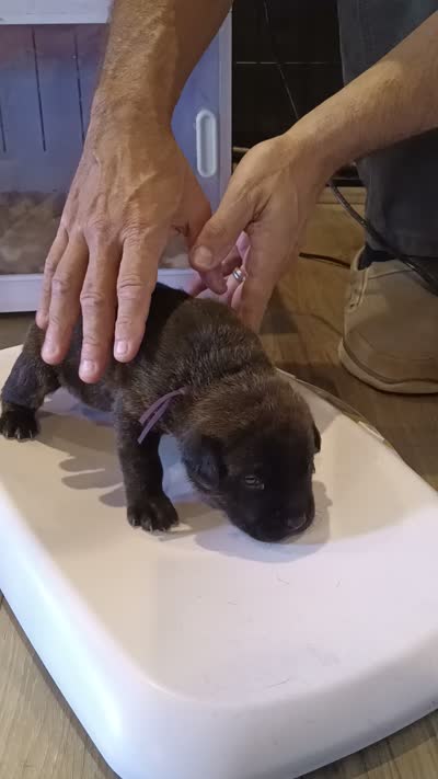 Kiko , a female Rottweiler and Cane Corso for sale in Reevesville, SC – 3 of 3