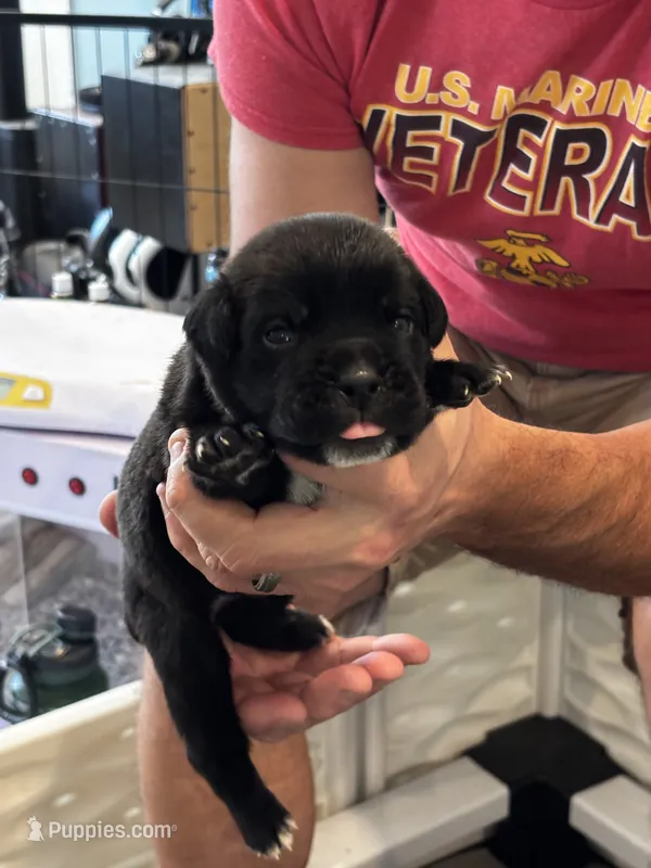 Cane Corso - Orange Collar Black – Cane Corso puppy for sale in Reevesville, SC