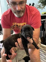 Cane Corso - Light Blue Collar Black Brindle, a male Cane Corso for sale in Reevesville, SC – 9 of 10