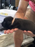 Cane Corso - Light Pink Collar Black, a female Cane Corso for sale in Reevesville, SC – 7 of 10