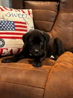 Cane Corso - Blitz - Purple Collar Black, a female Cane Corso for sale in Reevesville, SC – 7 of 7